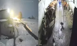 Köpeklerine saldıran kurtları kürekle kovaladı