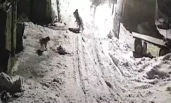 Köye inen kurtlar köpeği alıp götürdü