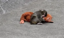 Maymun Punch Öldü mü, Hâlâ Yaşıyor mu? Güncel Durum Ne?