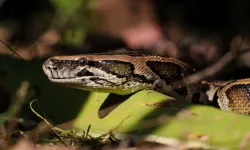 Nesli Tükenme Tehlikesindeki Piton Jandarma Operasyonunda Bulundu