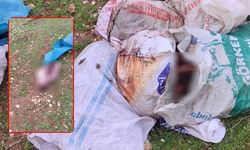 Şanlıurfa'da çuvallarda kesilmiş at başı bulundu