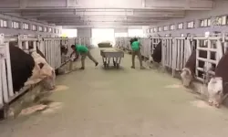 Şap Hastalığı Nedeniyle 450 Büyükbaş Karantinada