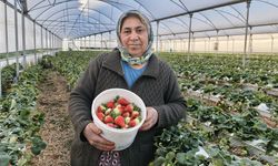Silifke’de kadınlar gününü tarlada çalışarak geçirdiler