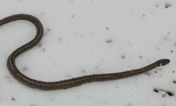 Su arızası giderilirken 1 metrelik yılan çıktı