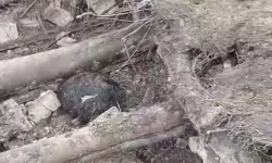 Van'da ahır çöktü; 20 küçükbaş öldü