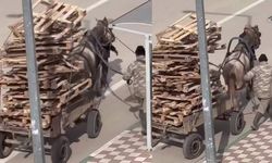 Vicdanları sızlatan görüntü kamerada: At arabasına kat kat palet yüklediler