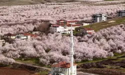 Zirai Dondan Etkilenen Kayısı Ağaçları Çiçek Açtı