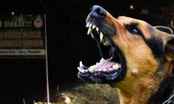 5 yaşındaki çocuk hayatını kaybetti: Köpek dehş*tinde kan donduran detaylar