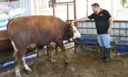 1 tonluk kurbanlık dana 450 bin liraya satışa çıktı