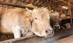 1,1 Tonluk ‘Paşa’ 500 Bin TL’ye Alıcısını Bekliyor