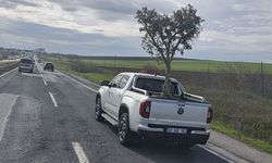 Şaşırtan görüntü: Pikapta zeytin ağacı taşıdılar