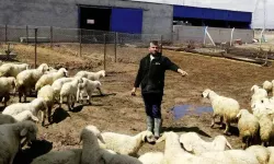 80 bin lira maaşa çoban bulamıyorlar