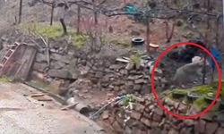 Aç kalan kurdun, yerleşim yerinde yemek aradığı anlar kamerada