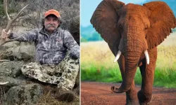 ABD’li Milyoner Avcı Fil Sürüsünün Saldırısında Hayatını Kaybetti