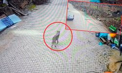 Adana Feke’de mahalleye inen kurt kamerada! Sokak sokak dolaştı