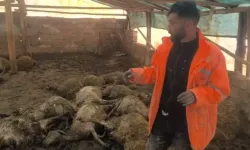 Ağıla giren kurt, 40 koyunu öld*rdü