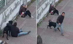 Ağızlıksız Rottweiler Küçük Köpeği Parçaladı! Kadının Feryadı Sokakları İnletti