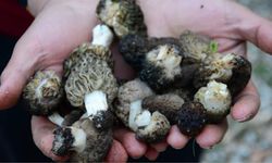 Akseki dağlarında "doğal altın" mesaisi başladı kilosu tam bin 500 TL!