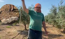 Antalya'da serada yılanla burun buruna! Çiftçi böyle müdahale etti