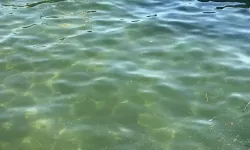 Arkadaşlarının Gözleri Önünde Kayboldu: Gölden Baygın Halde Çıkarıldı