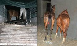 At ve eşek eti satan firmalar ifşa edildi