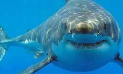 Bilim İnsanları Uyardı: Köpek Balıkları Artık Temiz Değil