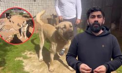 Antalya Kepez’de dövüş köpeği üretimi ortaya çıktı! Yavruların kulaklarını kestiler