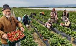 Dubai ile Katar bu lezzet için uçak kargo sırasına girdi