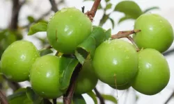 Erik ne zaman çıkar, erik çıktı mı, 2026 erik kaç TL?