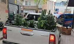 Evde Yasaklı madde Çiftliği Kurdu! Operasyonla Yakalandı