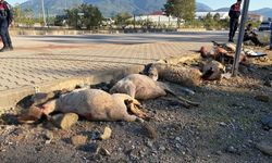 Fethiye'de motosiklet sürüyü biçti! 8 koyun öldü