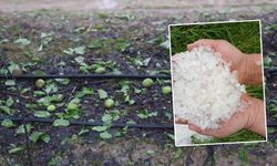 Fındık büyüklüğündeki dolu tarım arazilerini vurdu