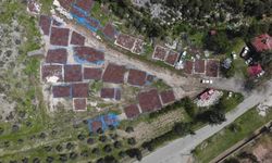 Kahramanmaraş'ta yeşil seferberlik! Kızılçam tohumları hazır