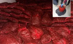 Halk Sağlığıyla Oynadılar! 10 Ton Kaçak Midye Ele Geçirildi