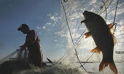 İç Sularda Av Yasağı Başladı: Sazan ve Yayın Balığına 3 Ay Koruma