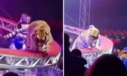 Kafesinden kaçan kaplan seyircilerin arasına daldı