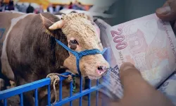 Kahramanmaraş’ta 2026 Kurbanlık Canlı Kilo Fiyatları Açıklandı