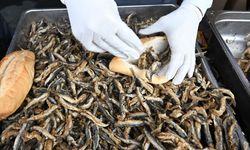 Kahramanmaraş'ta 5 ton hamsi ücretsiz dağıtılacak