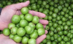 Kahramanmaraş’ta Baharın İlk Meyvesi Yeşil Erik Tezgâhlarda Yerini Aldı