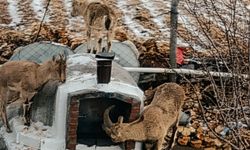 Kahramanmaraş’ta Dağ Keçileri Yerleşim Alanına İndi