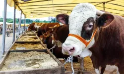 Kahramanmaraş'ta Fiyatını Duyan Arkasına Bakmadan Kaçıyor