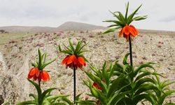 Kahramanmaraş'ta koparana 700 bin TL ceza kesilecek