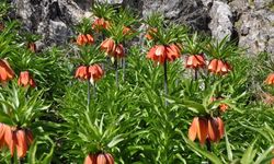 Kahramanmaraş’ta koparanlara 700 bin TL ceza uygulanıyor