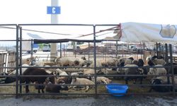 Kahramanmaraş’ta Kurban Pazarı Kuruluyor: Besiciler Sezonu Açtı