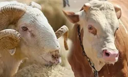 Kahramanmaraş’ta Kurbanlık Fiyatları Açıklandı: İşte Güncel Kilo Fiyatları
