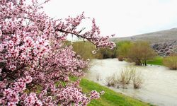 Kahramanmaraş'ta pembe çiçeklerin görsel şöleni başladı