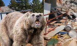 Kahramanmaraş’ta şantiyeye ayı saldırdı, her şeyi parçaladı