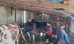 Kahramanmaraş’ta şap hastalığı alarmı! Aşılama seferberliği başladı