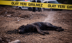 Kahramanmaraş’ta yakılmış köpek ces*di bulundu