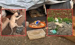 Kahramanmaraş’ta yürek sızlatan olay: 4 köpek ölü bulundu